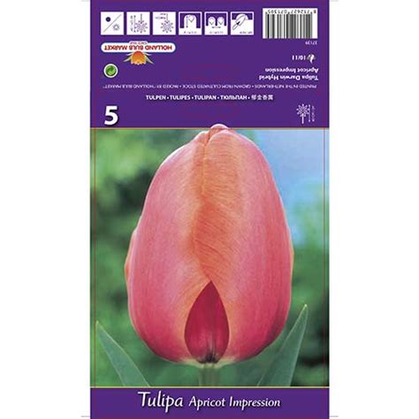 Tulip Apricot Impression 67687 Sibulad Osta Soodsamalt GradinaMax Ee