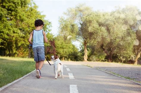 Melhores Raças de Cachorros para Crianças Web Cachorros