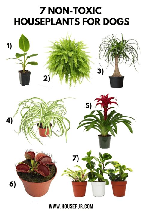 7 Pet Friendly Non Toxic Houseplants For Dogs Indoor Plants Pet