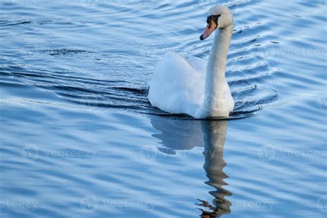 Mute Swan Cygnus Olor Wwt Castle Espie Bird Centre Northern Ireland