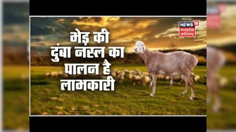 Annadata भेड़ की दुंबा नस्ल का पालन है लाभकारी जानिए दुंबा नस्ल की