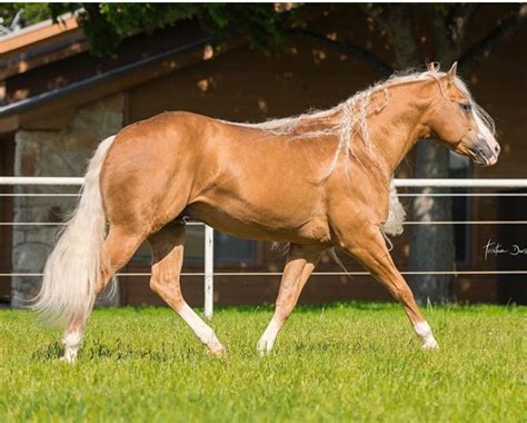 Palomino Horses History Fun Facts Photos And Care Artofit