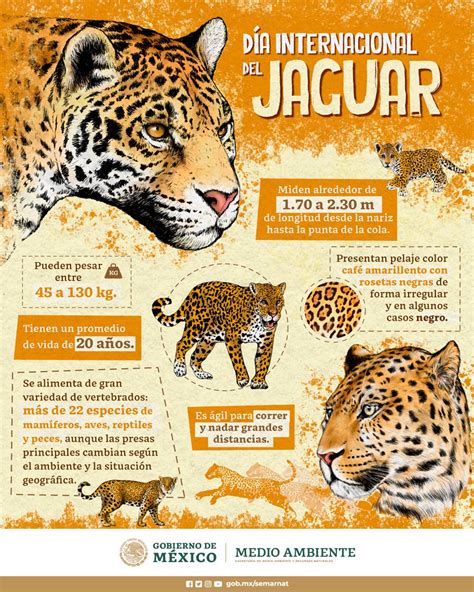 SEMARNAT México on Twitter Jaguar el señor de la selva Ocelotl