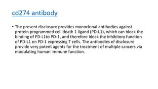 cd antibody