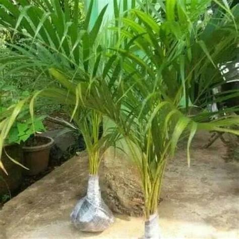 Jual Tanaman Pohon Palem Kuning Pohon Palm Kuning Palem Kuning