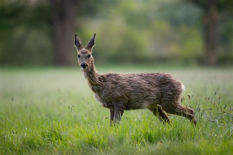 Bad Fur Day Roe Deer Shedding Her Winter Fur Wild Animal Flickr