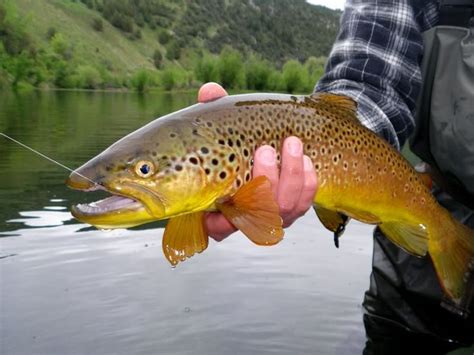 Spring Creek Trout Trout Brown Trout Fly Fishing