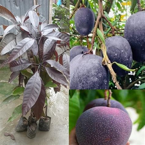 Pyanabi Nursery Blackie Black Stone Mango Grafted Live Plant Plant