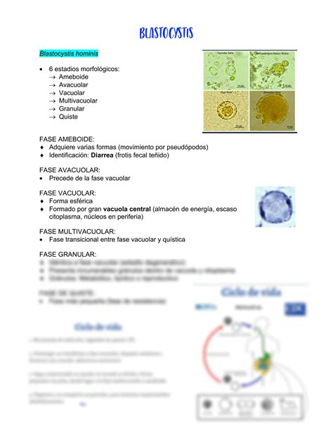 Solution Apuntes Blastocistis Parasitolog A Studypool