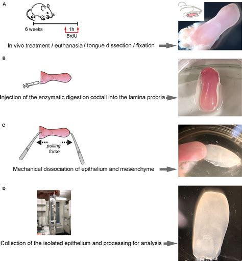 Frontiers Three Dimensional Imaging And Gene Expression Analysis Upon Enzymatic Isolation Of