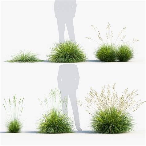 Festuca glauca – Blue fescue 3D Model – Free 3D model for design.