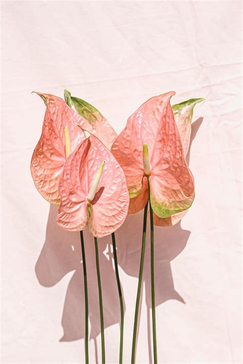 Three Pink Flowers With Green Stems Against A White Background