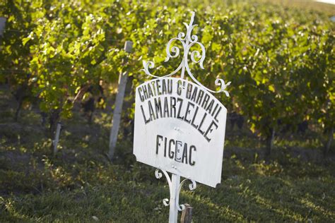 vignes Château Grand Barrail Lamarzelle Figeac Saint Emilion Grand Cru