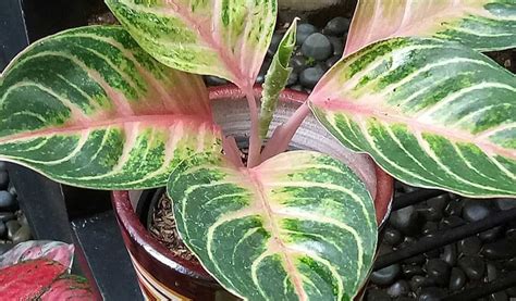 Harga Aglaonema Termahal