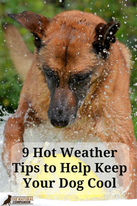 9 Hot Weather Tips To Help Keep Your Dog Cool Hot Weather Dogs Weather