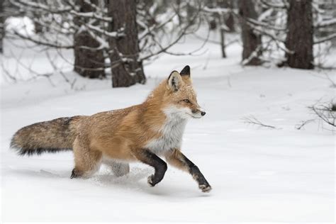 fox animal meaning 5