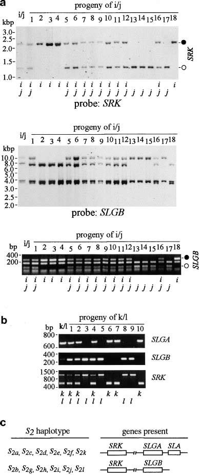 Linkage Analysis Of The Slg And Srk Alleles In Plants I J And K L A