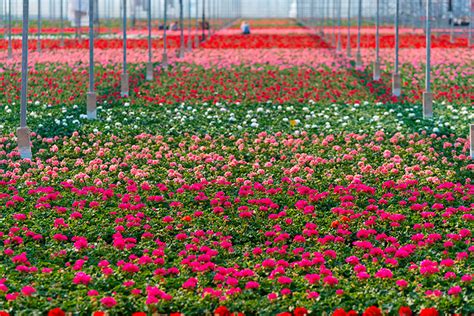 Cia Agricoltori Italiani Florovivaismo Cia Padova Negli Ultimi