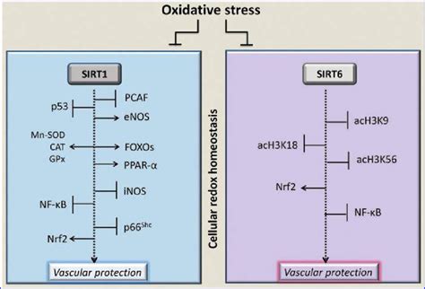 Sirt1 And Sirt6 Response To Cellular Redox Status And Oxidative Stress