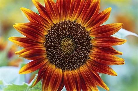 Top 10 Sunny Sunflower Varieties To Grow Birds And Blooms