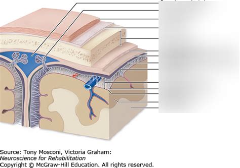 Meninges Anatomy Diagram | Quizlet