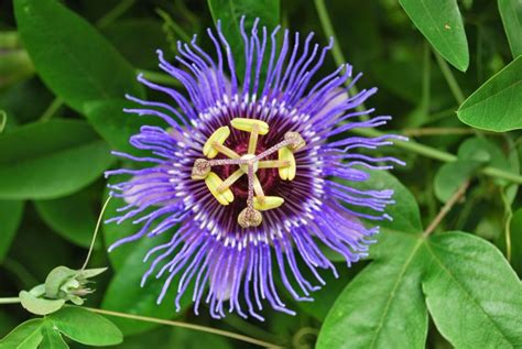 Benefits Of Passion Flower (Passiflora Incarnata) For Health (1 ...