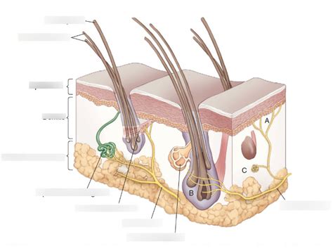 Diagramme de Innervation cutanée schéma 1 Quizlet