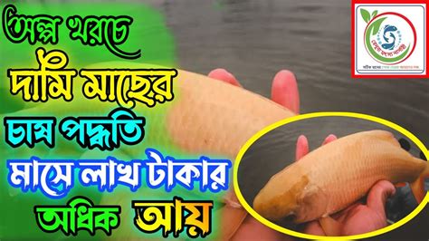 সোনালী রুইমাছ মাছের পোনা সোনালী রুই চাষ পদ্ধতি লাল রুই মাছের পোনা