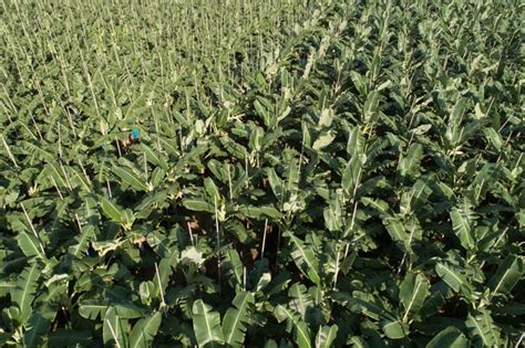 Premium Photo Aerial View Of Banana Trees Growing At Field