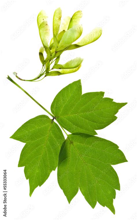 ash tree seeds and green leaves Stock Photo | Adobe Stock