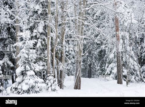 A snowy winter forest in Lahti area in Finland Stock Photo - Alamy