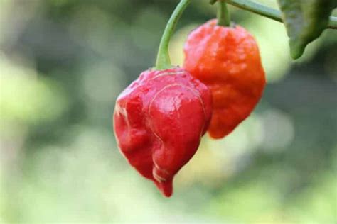 Five Ghost Pepper Facts That May Surprise You Pepperscale