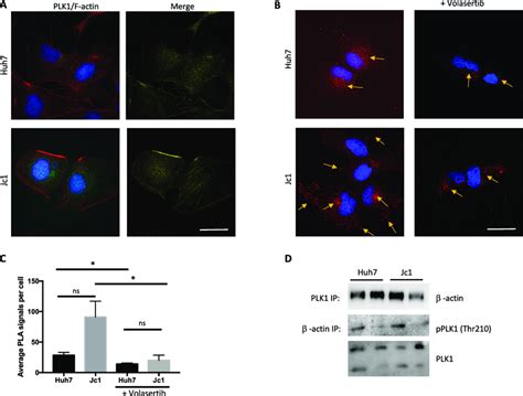 Plk Interaction With The Actin Cytoskeleton In Hcv Infected Cells A