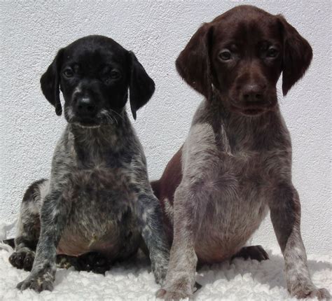 Black German Shorthaired Pointer Puppies Picture Dog Breeders Guide