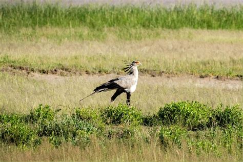 Premium Photo The Secretarybird Or Secretary Bird Sagittarius