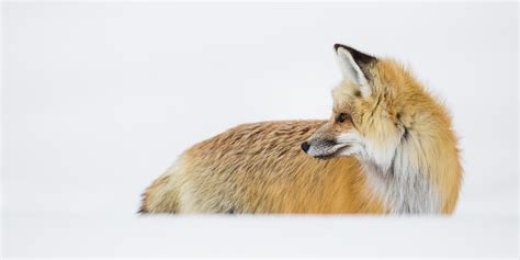 How Do Red Foxes Hunt