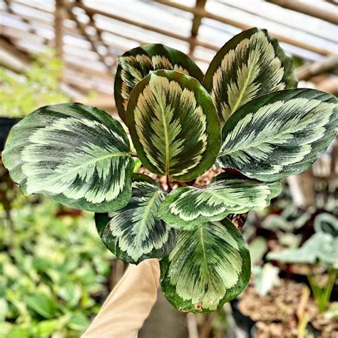 Jual Calathea Medalion V1 Tanaman Hias Medalion V1 Murah Cantik