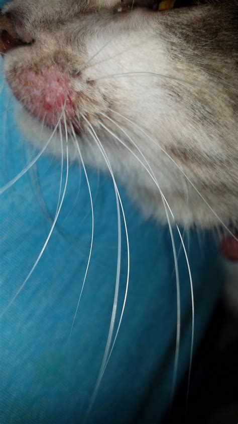 Inflamed Whisker Area Thecatsite