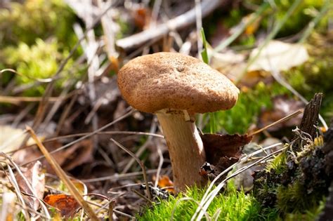 Armillaria Mellea Nmente Conocido Como Hongo De La Miel Un Hongo