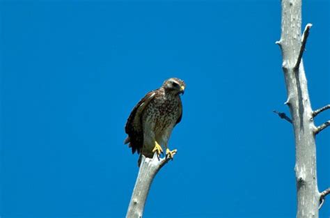 How to Identify a Broad-Winged Hawk - Birds and Blooms