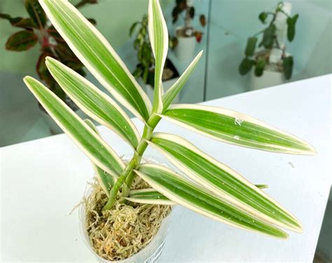 Arachnis Maggie Oei Variegata X G C Rare Orchid Exact Plant Etsy