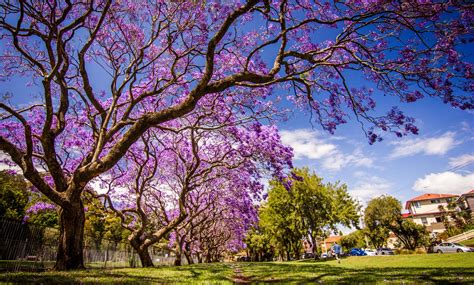 7 Stunning Trees With Purple Flowers Purple Flower