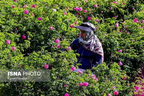 تصاویر برداشت گل محمدی در کاشان سایت انتخاب