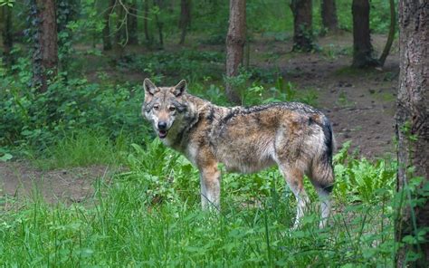 Gray Wolf In North Dakota - North Dakota Wildlife And agriculture