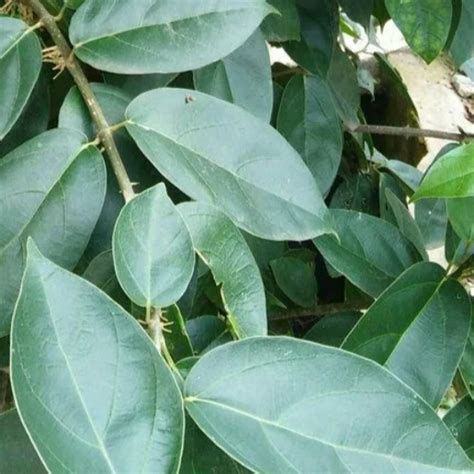 Daun Cincau Hijau 50 Lembar Daun Cincau Lazada Indonesia