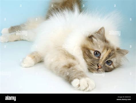 Blue Tortie Tabby Birman Stretching Out Stock Photo Alamy