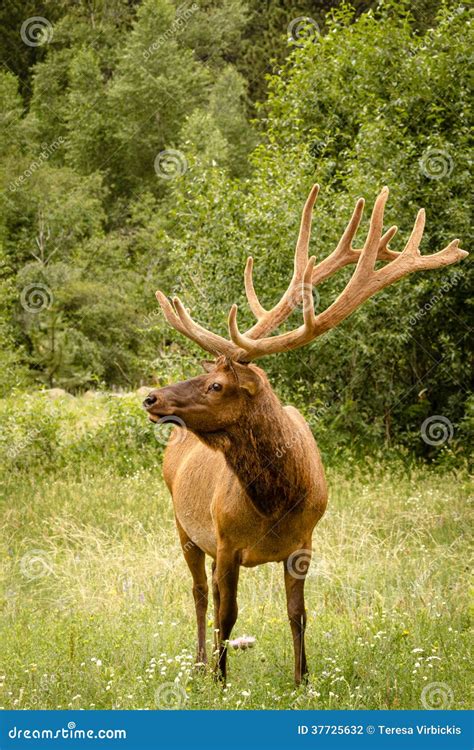 Large Bull Elk Standing in Field with Large Antlers in Full Summer ...