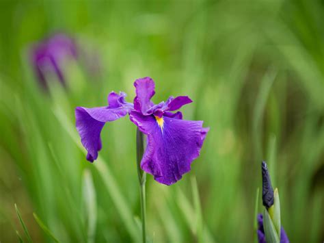 5月の誕生花｜日別の花一覧と花言葉は？5月生まれの人に贈ろう！