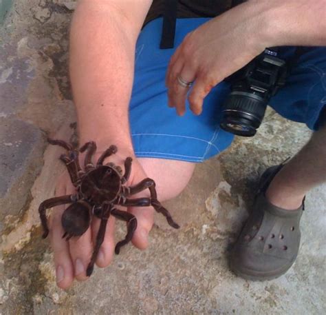 Goliath Birdeater | Animals