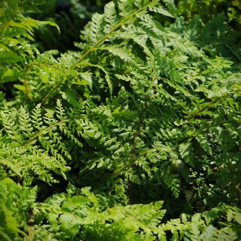 Bredbladet mangeløv Dryopteris Lepidota Crispa Cristata